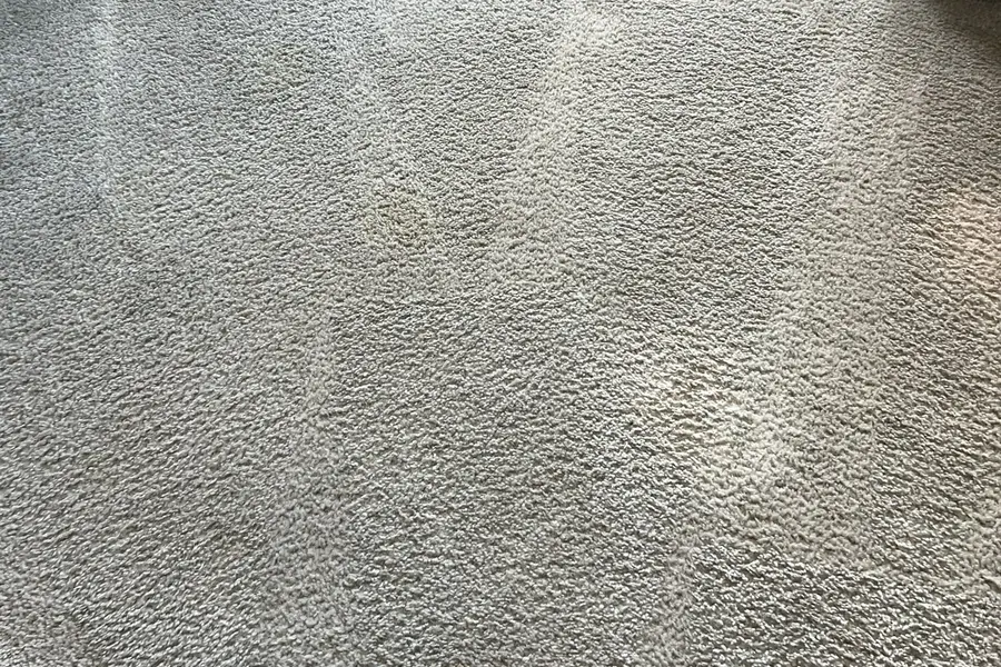Same carpet after pet stain and odor treatment — Calgary
