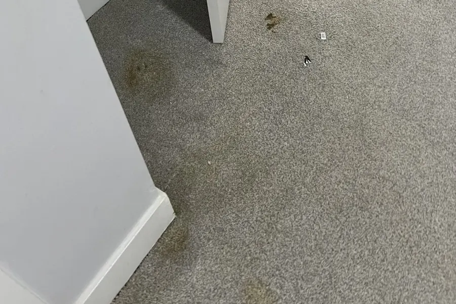 Pet stain on carpet before treatment — Calgary