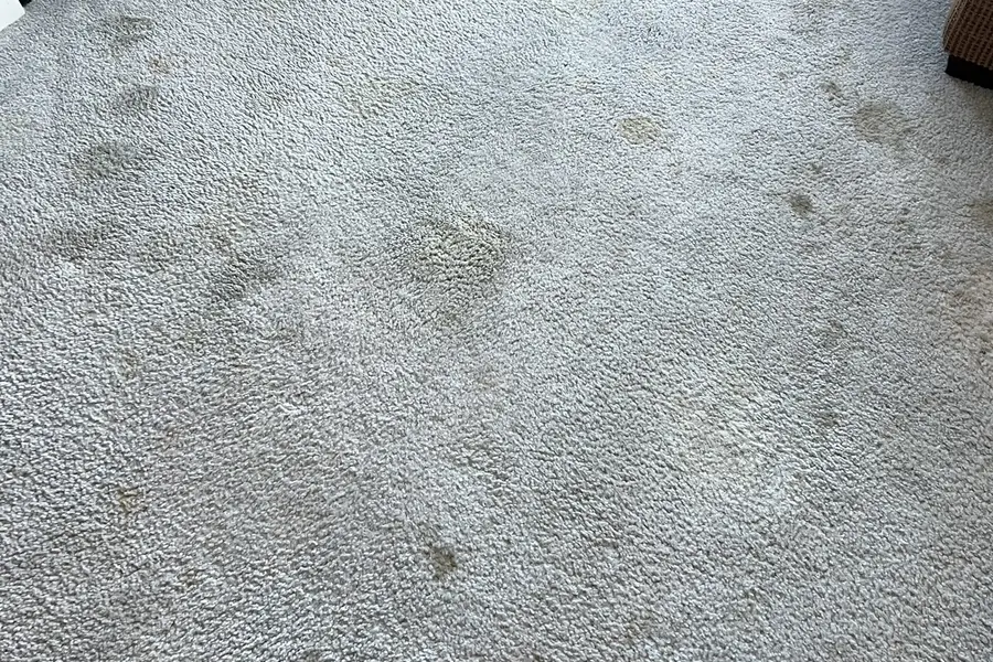 Pet urine stain on carpet before cleaning — Calgary