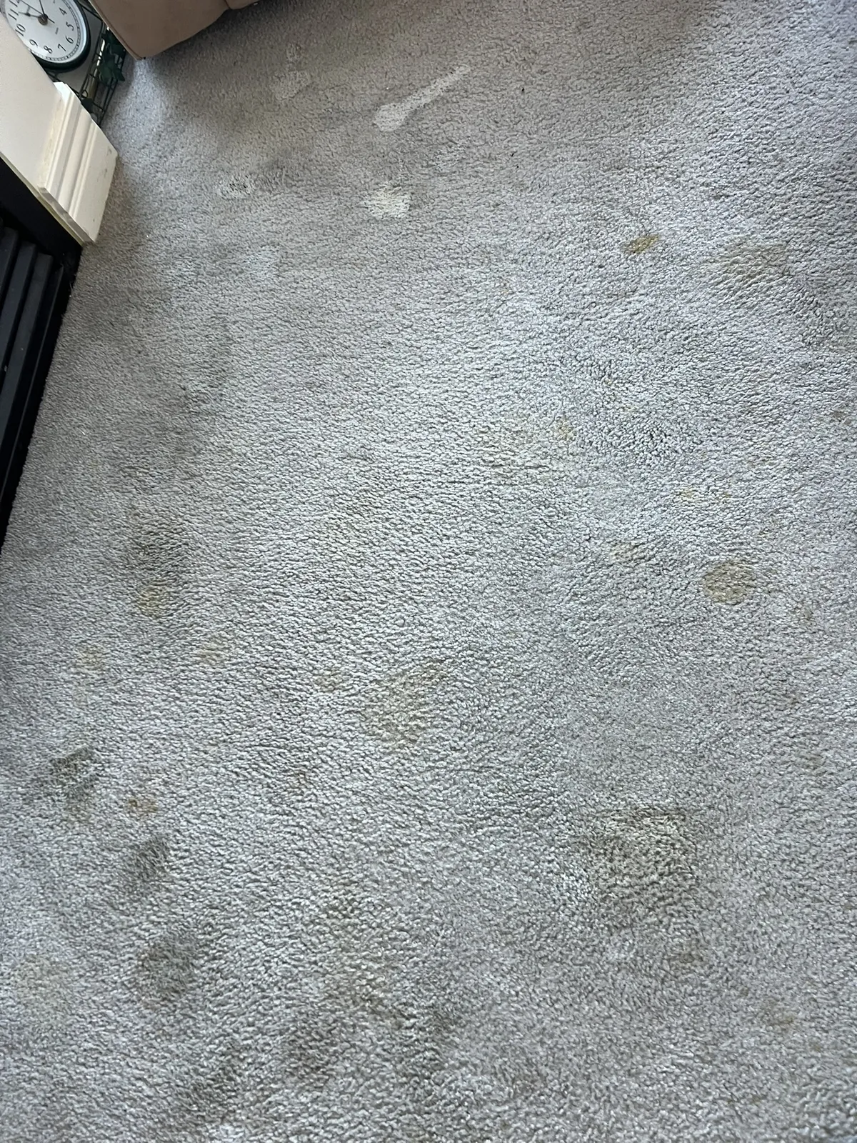 Pet Urine Treatment — Deep Clean & Odor Removal — before cleaning