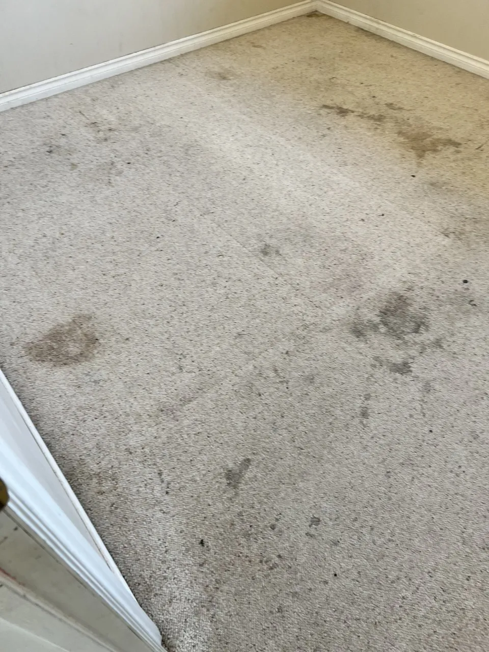 Light Carpet, Heavy Wear — before